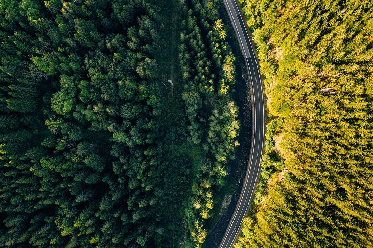 long road through trees